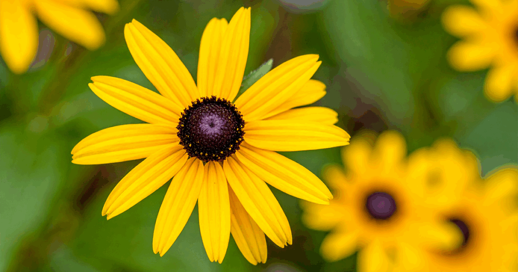 Native Flowers - Black Eyed Susan