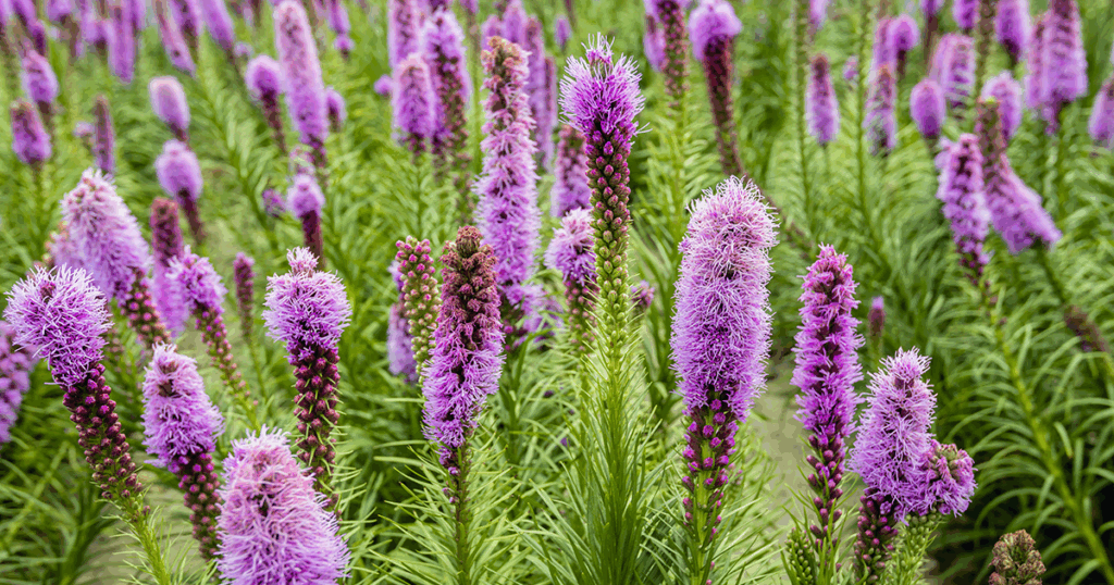 Native Flowers - Blazing Star