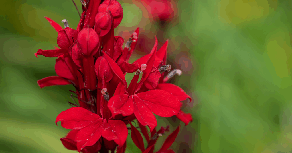 Native Flowers - Cardinal Flower