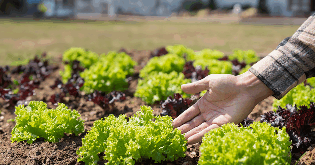 leaf lettuce is one of the easy homegrown vegetables