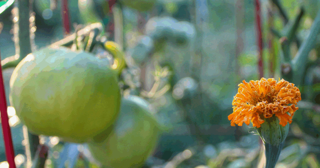 Marigolds and tomatoes grow great together 