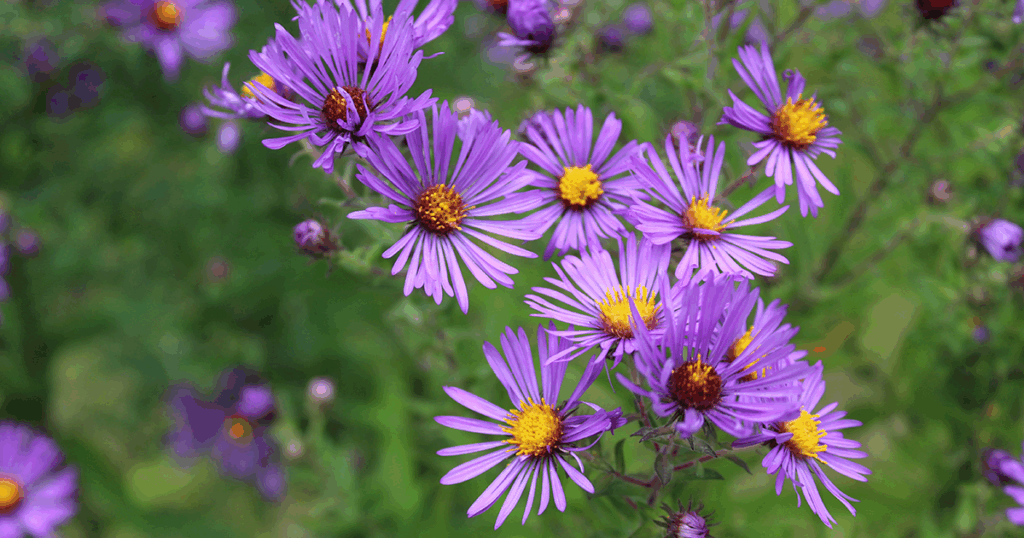 Native Flowers - New England Aster
