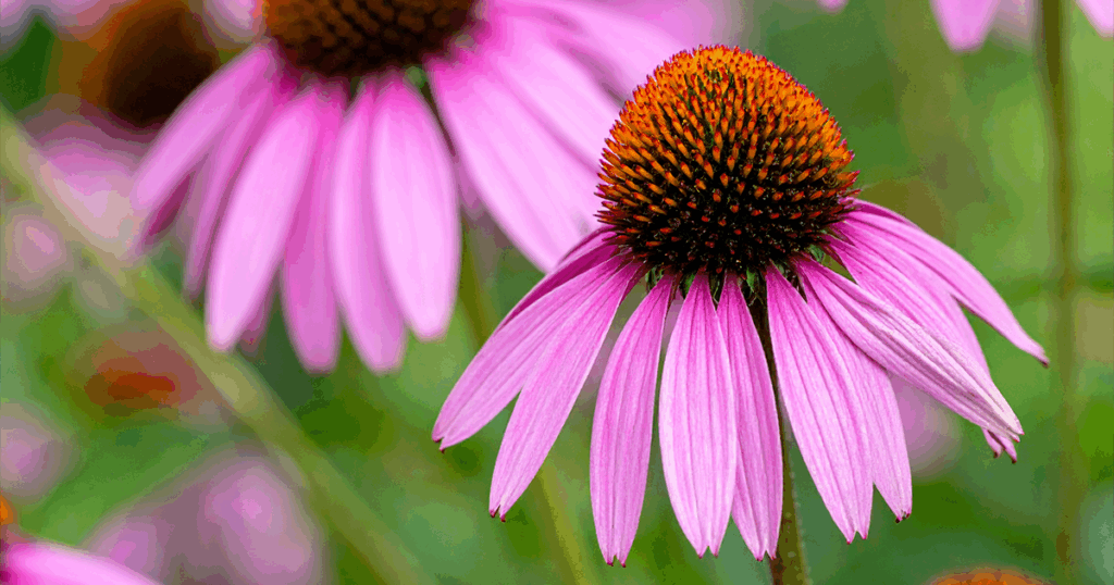 Native Flowers - Purple Coneflower