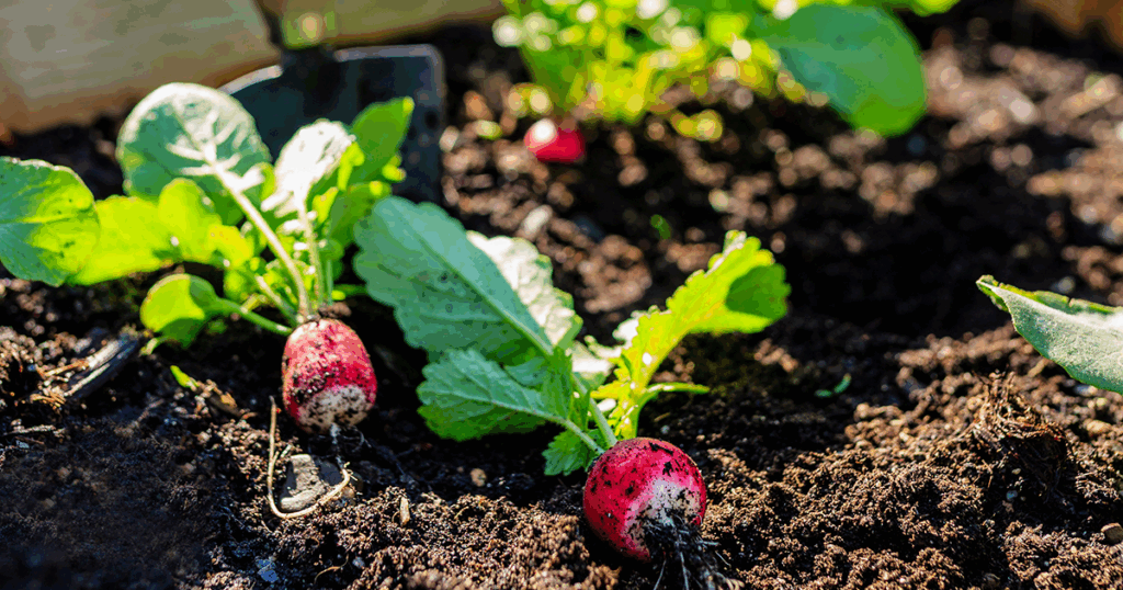 radishes growing in black garden soil
