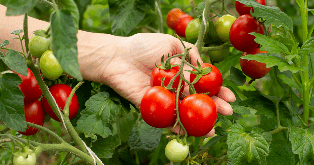 Tomatoes growing on a vine