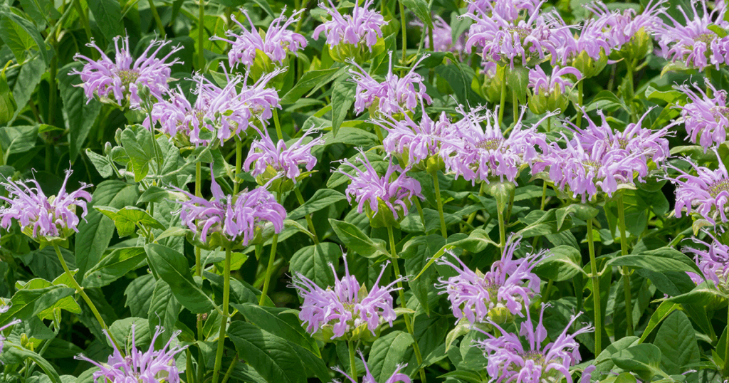 Native Flowers - Wild Bergamot