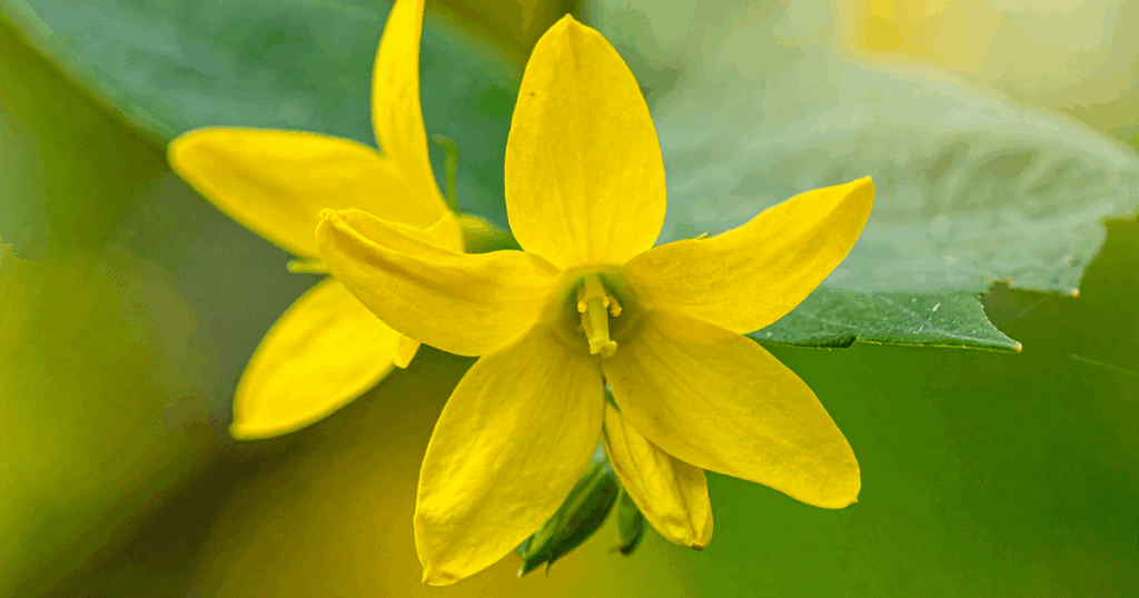 Native Flowers - Yellow Jessamine