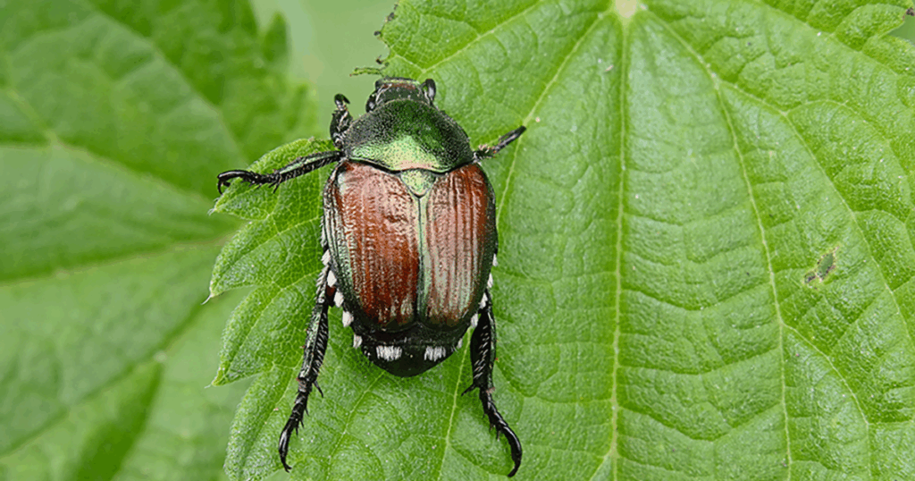 Japenese beetles are garden pests that can wreak havoc! 