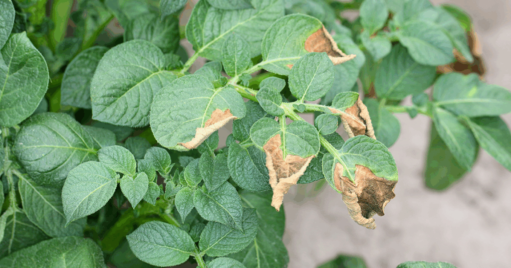 Blight is a common issue in many North American gardens!