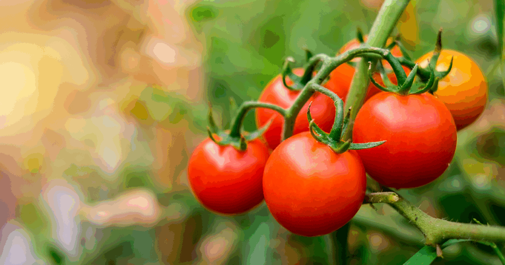 Garden pests can wreak havoc on your tomatoes!