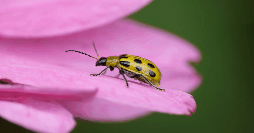 Cucumber beetles can spread bacterial wilt!