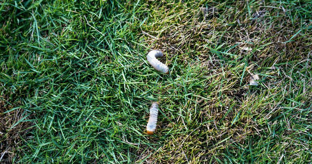 Grubs can be a problem pest in your lawn when they reach a certain threshold. 