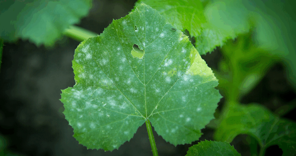 Powdery mildew can become a serious problem for your cucumber plants!