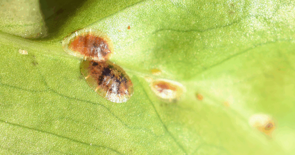 Scale insects can be very detrimental garden pests!