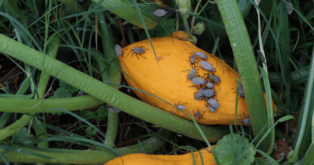 Squash bugs can take over your garden rather quickly!