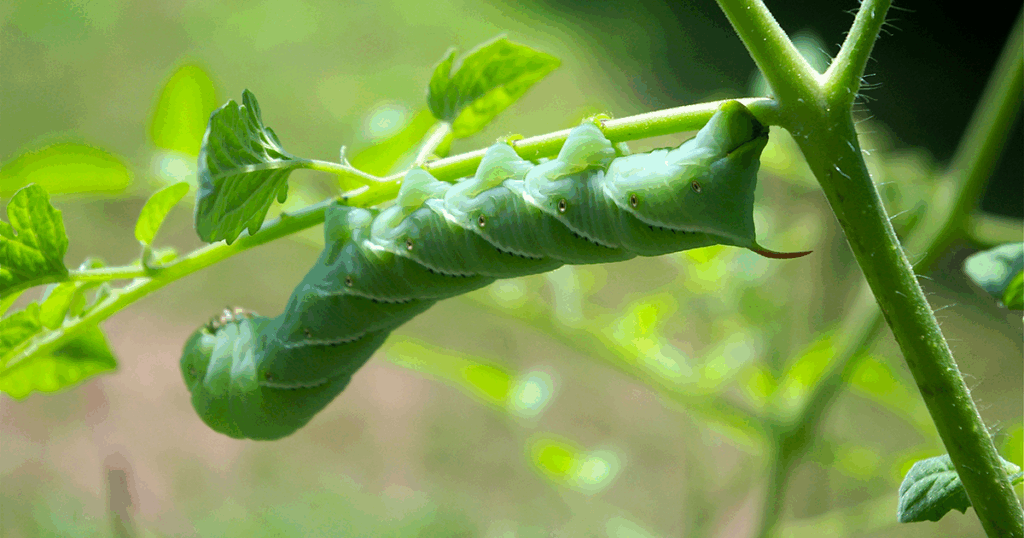 Hornworms are nasty garden pests that can take over gardens!
