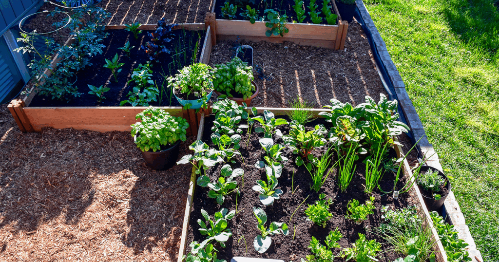 A well maintained garden is your best defence against garden pests and diseases!