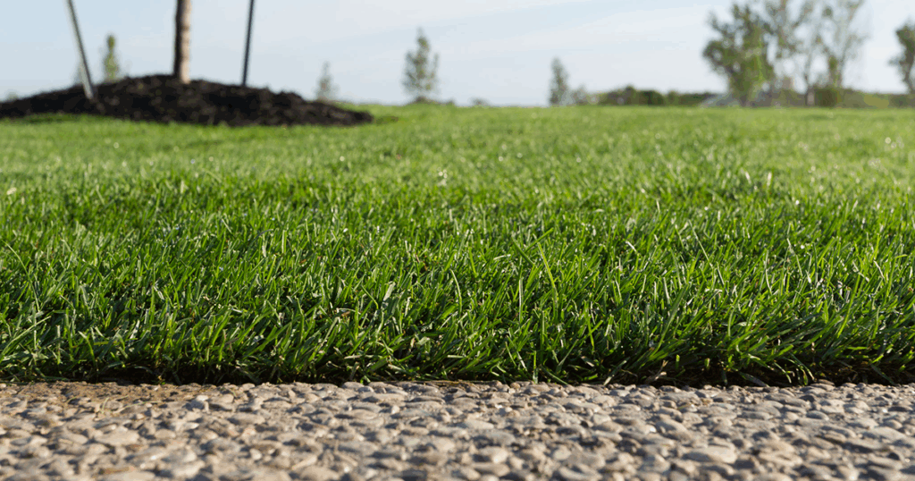 Topdress your lawn with BigYellowBag