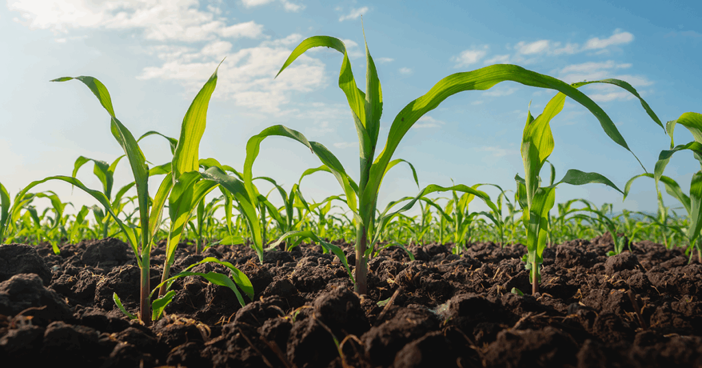 Farmers would topdress their fields years before topdressing became popular for homeowner use!
