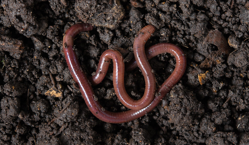 Earthworms are a good indicator of a healthy soil microbiome!
