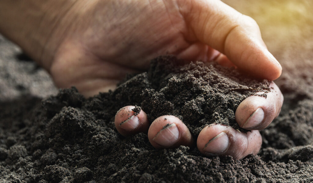 Healthy soil in hand