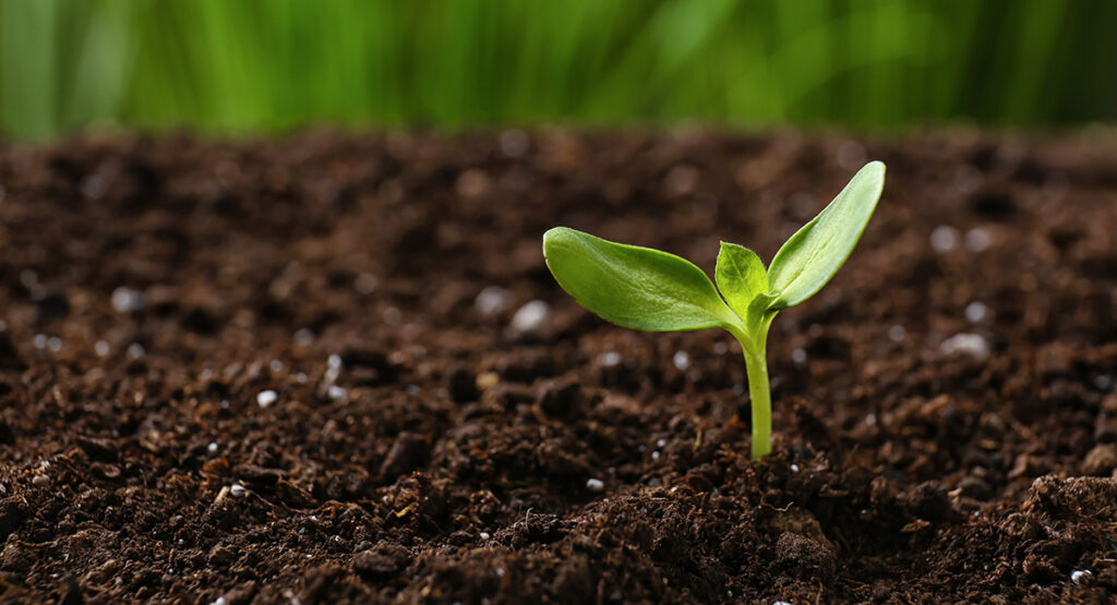 Healthy soil is the key to healthy plants