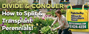 Divide Perennials with BigYellowBag