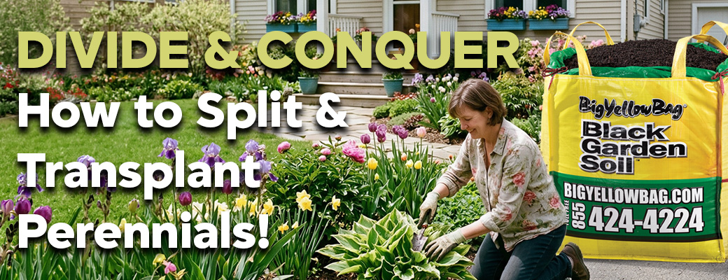 Divide Perennials with BigYellowBag